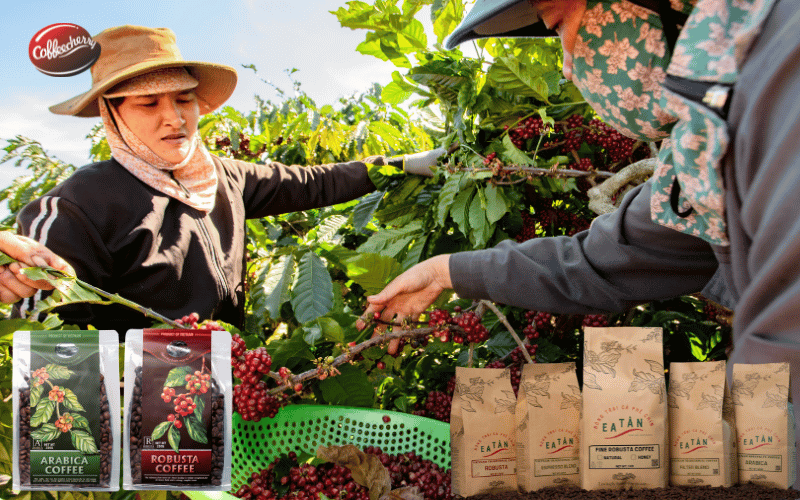 nen-pha-phin-ca-phe-nguyen-chat-hay-pour-over-de-giu-dung-vi-hon (4)